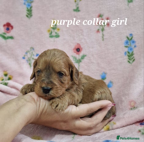 Cockapoo dogs Beautiful F1 Cockapoo puppies - Advert 15