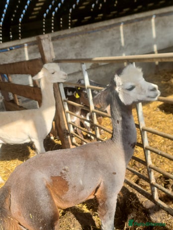 Alpaca livestock - Advert 13