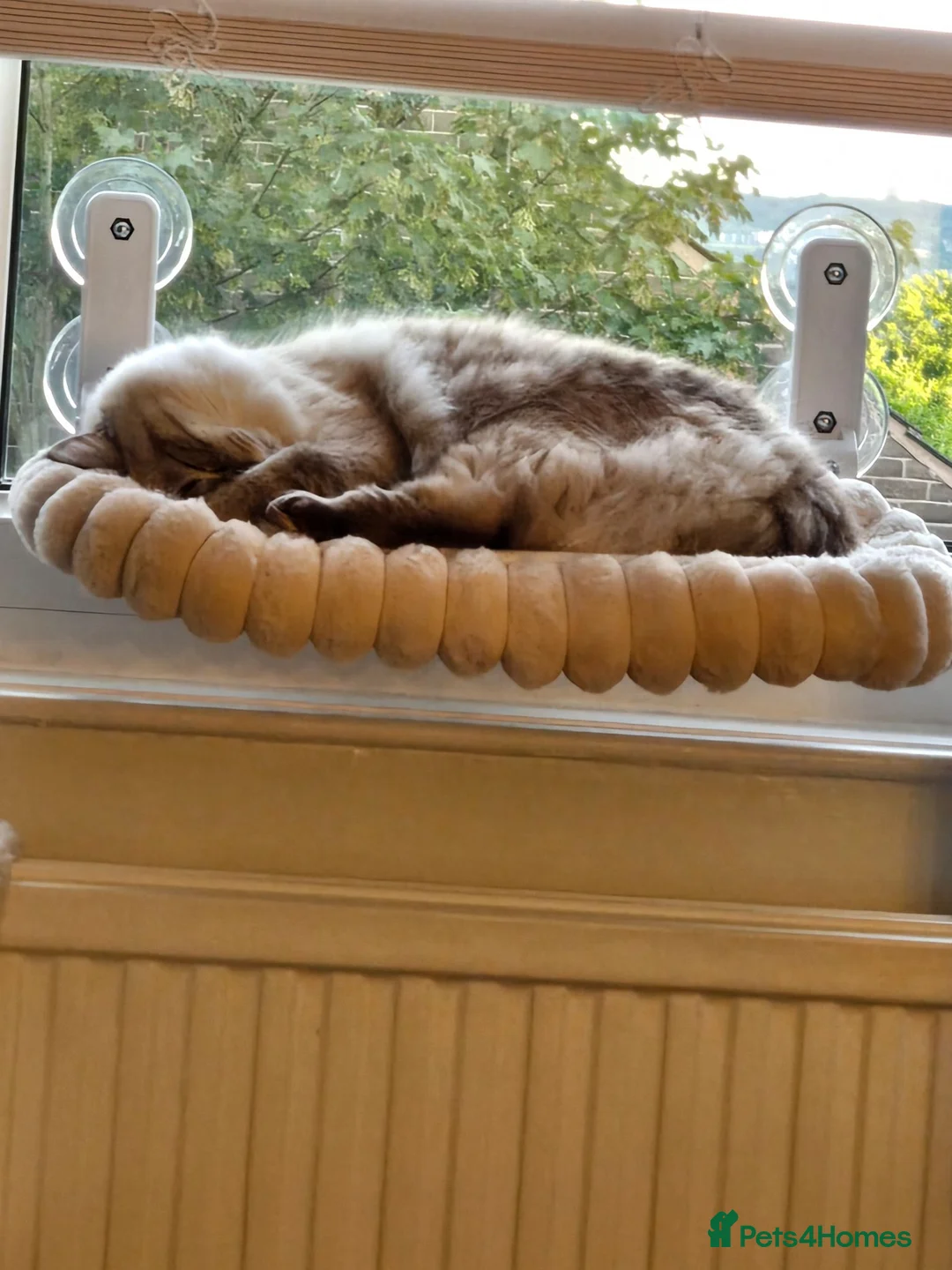 Ragdoll cats for sale: Ragdoll male - Advert 4