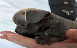 Mixed Breed dogs for sale: French Bulldog x Staffie Puppies - Rare colours - Image 9