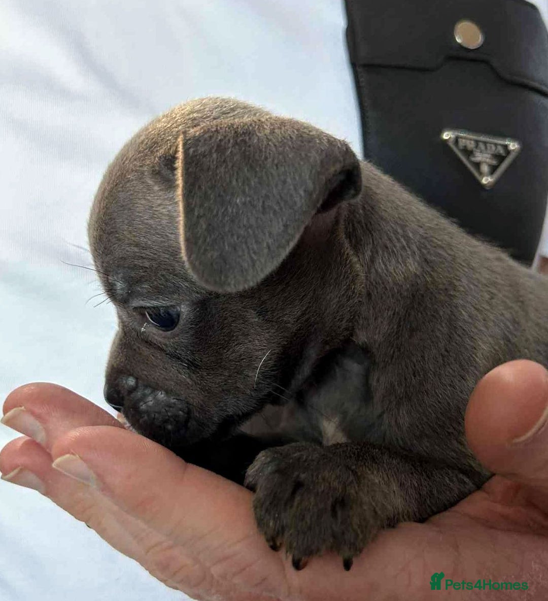 Mixed Breed dogs for sale: French Bulldog x Staffie Puppies - Rare colours - Image 9