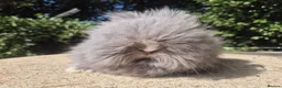 Angora rabbits for sale: ❤️STUNNING TEDDYDWERG BABIES- IMPORTED PARENTS ❤️ - Advert 7