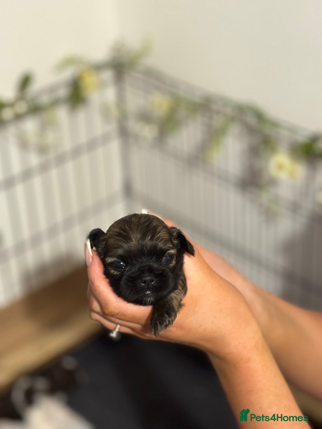 Shih Tzu dogs for sale: 🐾 Beautiful Shih Tzu Puppies🐾 - Image 17