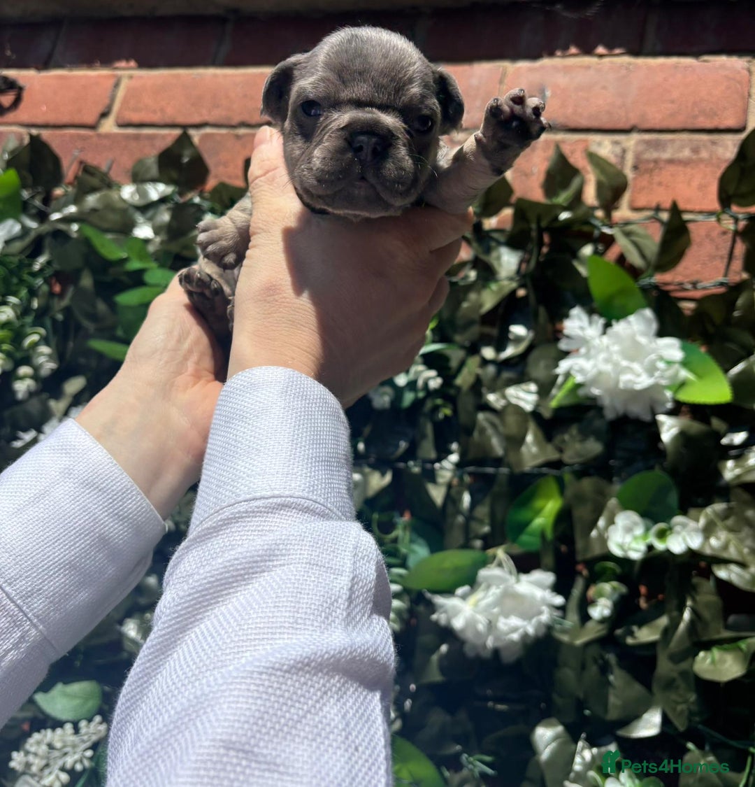 French Bulldog dogs for sale: Beautiful chunky frenchies - Image 4