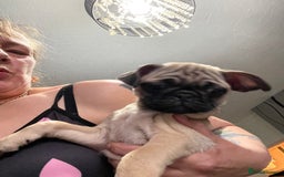 Pug dogs for sale: 4 beautiful pugs for sale 1 boy 3 girls  - Image 2