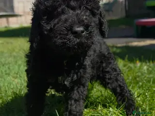 Labradoodle dogs Miniature Labradoodle Cockapoo x bedlington - Advert 3