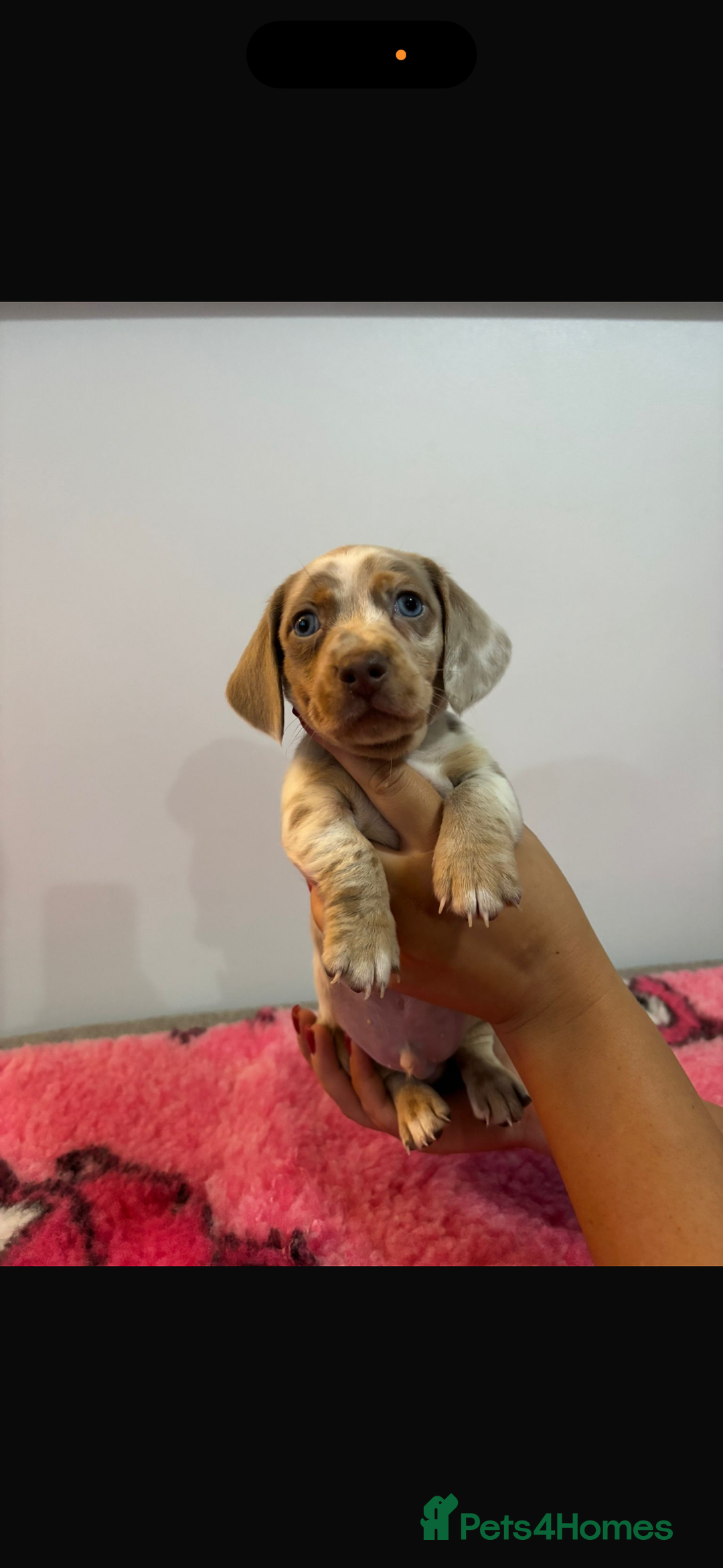 Miniature Dachshund dogs for sale: Kc registered miniature dachshunds - Advert 25