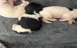 English Springer Spaniel dogs for sale: KC registered Springer spaniels puppies  - Image 31