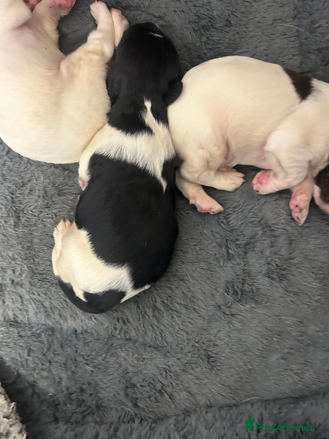 English Springer Spaniel dogs for sale: KC registered Springer spaniels puppies  - Image 31