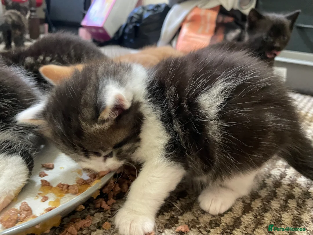 Mixed Breed cats for sale: Beautiful Kittens (READ DESCRIPTION) in Northampton - Advert 2