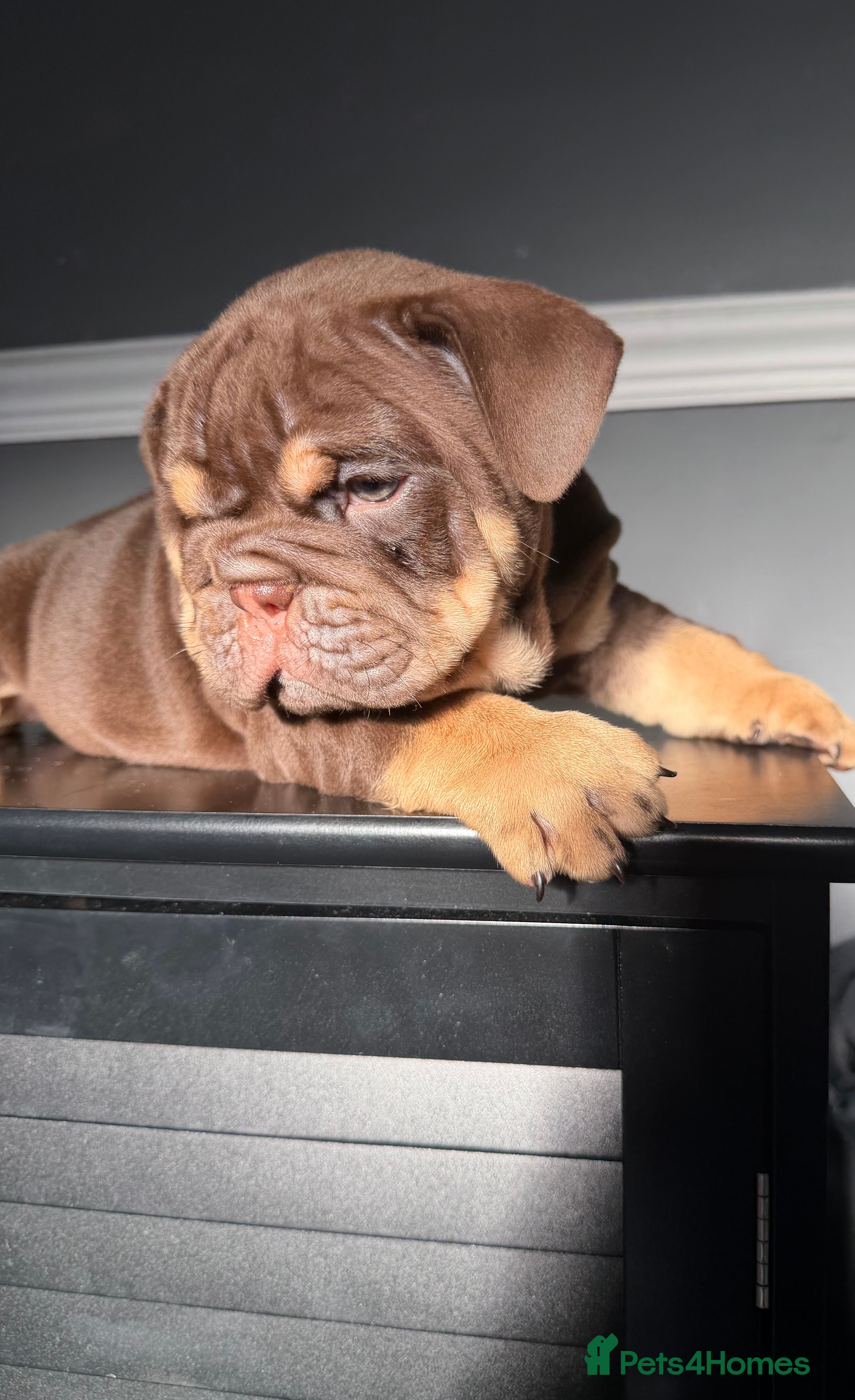English Bulldog dogs 1 BOY LEFT Stunning English Bulldog Puppies 💖 - Advert 11