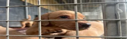 Labrador Retriever dogs for sale: KC Registered Fox Red Puppies in Dunkeld - Advert 9