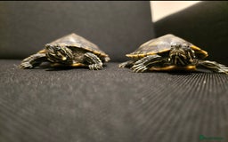 Turtle reptiles for sale: Mississippi Map Turtles - Image 1