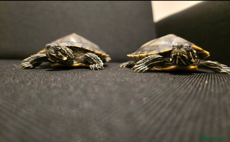 Turtle reptiles - Advert 2