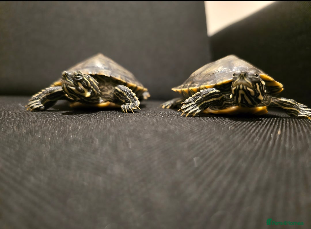 Turtle reptiles for sale: Mississippi Map Turtles - Image 1