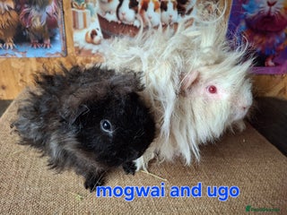 Guinea Pig rodents Lunkarya - Advert 13