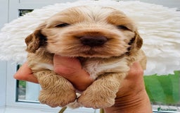Cocker Spaniel dogs for sale: Quality Show Type Cocker Spaniel Puppies - Image 2