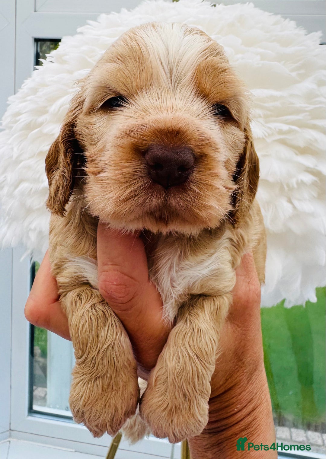 Cocker Spaniel dogs for sale: Quality Show Type Cocker Spaniel Puppies - Image 2