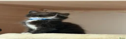 Ragcoon cats for sale: Male ragdoll cross maincoon - Advert 4