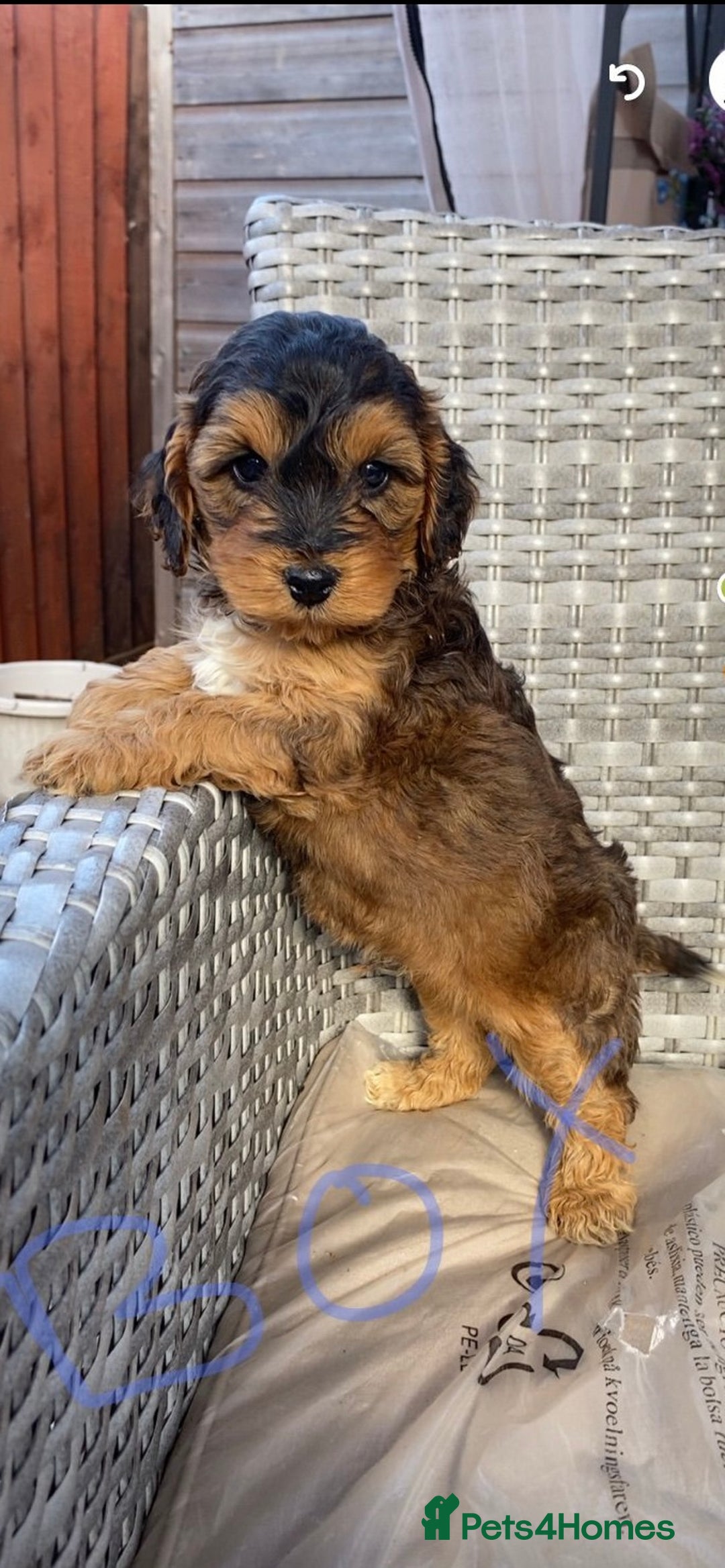 Cockapoo dogs for sale: Adorable cockerpoo puppies  - Image 4