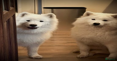 Samoyed dogs - Advert 12