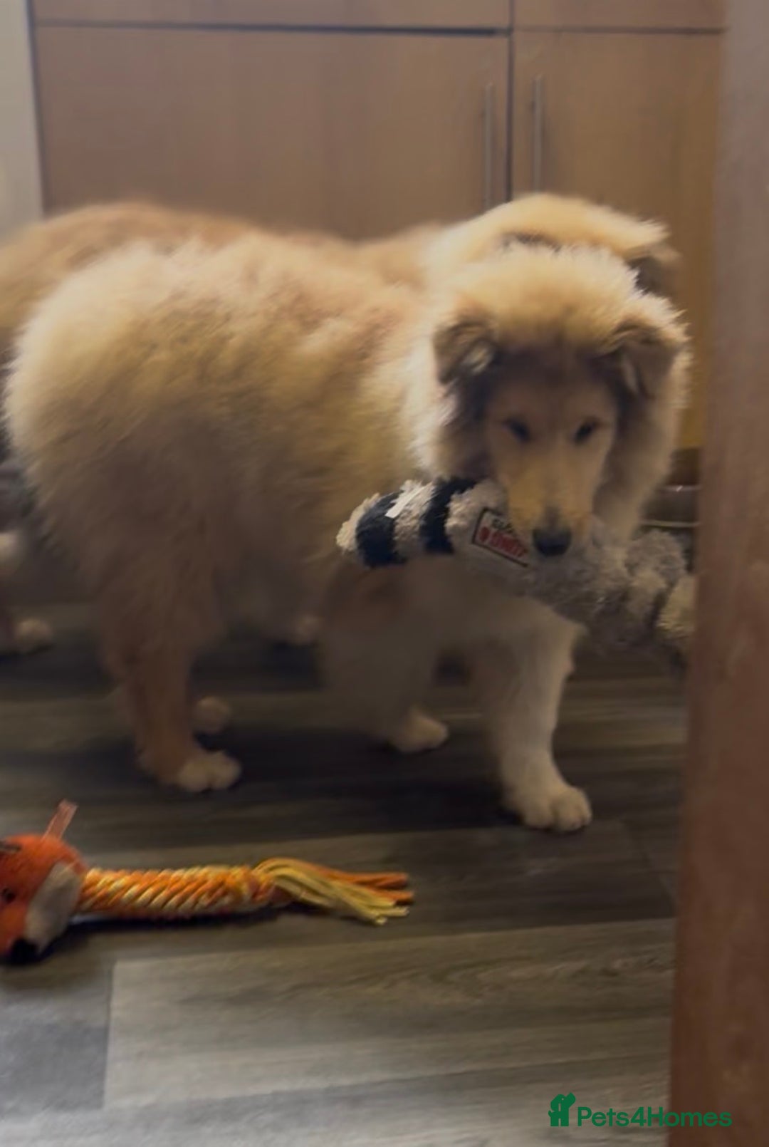 Rough Collie dogs for sale: 2 chunky roughy collie boys left!! - Advert 7