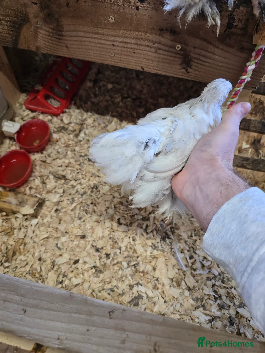 Chickens poultry for sale: PEKINS BANTAMS & QUAIL CELADON pullets & young - Advert 3