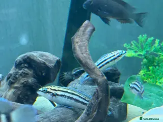 Cichlids fish 3 X Julidochromis Dickfeldi - Lake Tanganyika - Advert 9