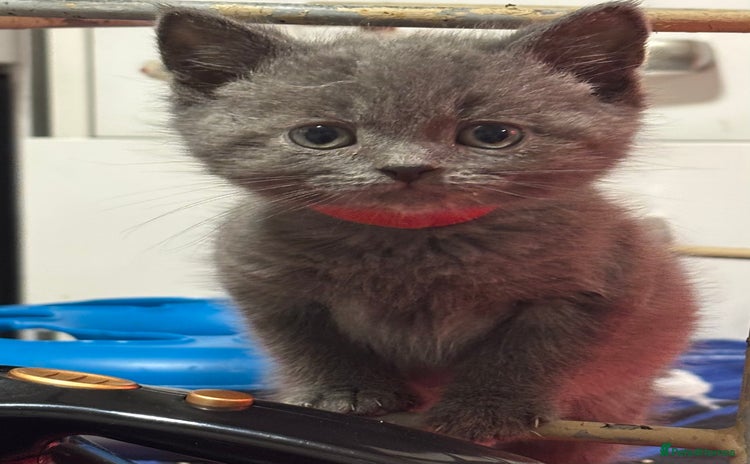 British Shorthair cats - Advert 11