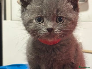 British Shorthair cats - Advert 15