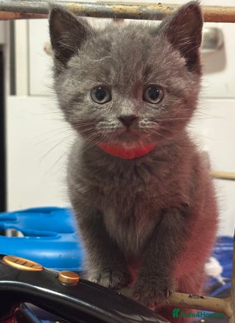 British Shorthair cats - Advert 11