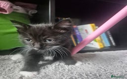 Mixed Breed cats for sale: 4 black and white kittens - Image 15