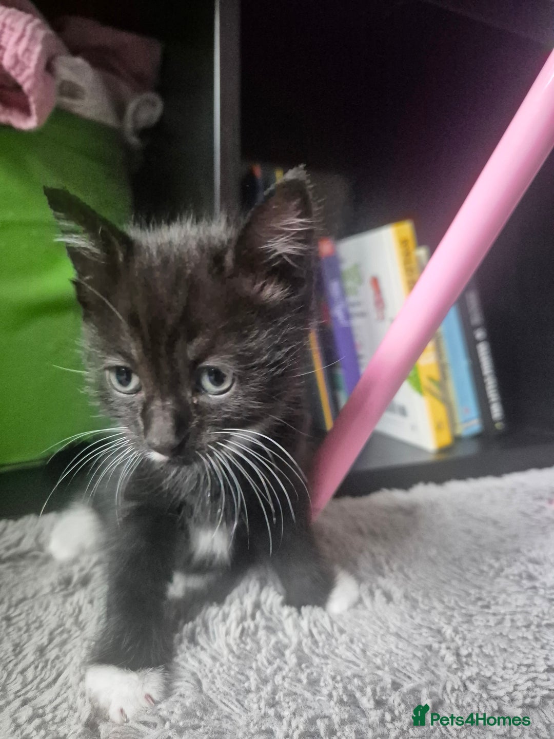 Mixed Breed cats for sale: 4 black and white kittens - Image 15
