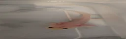 Axolotl reptiles for sale: READY NOW Leucistic Axolotl Babies - Advert 3
