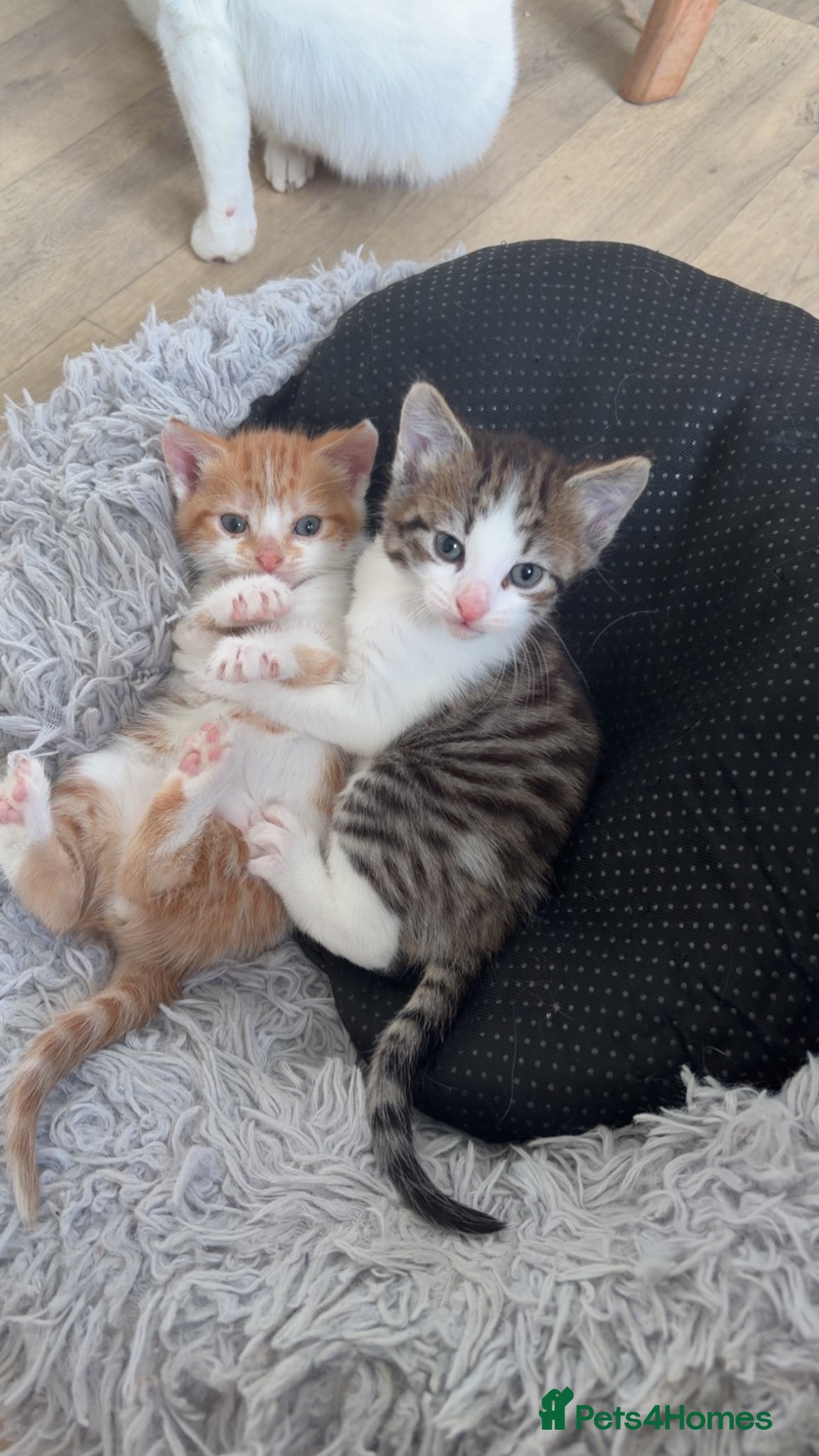 Mixed Breed cats Kittens - Advert 1