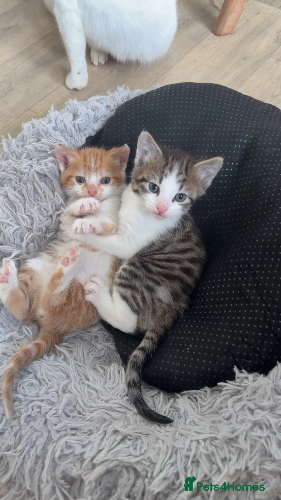 Mixed Breed cats for sale: Kittens - Advert 1