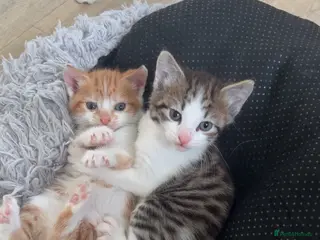 Mixed Breed cats Kittens - Advert 1