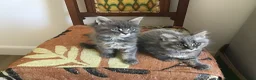 Maine Coon cats for sale: Bundles of maincoon fun  - Advert 8