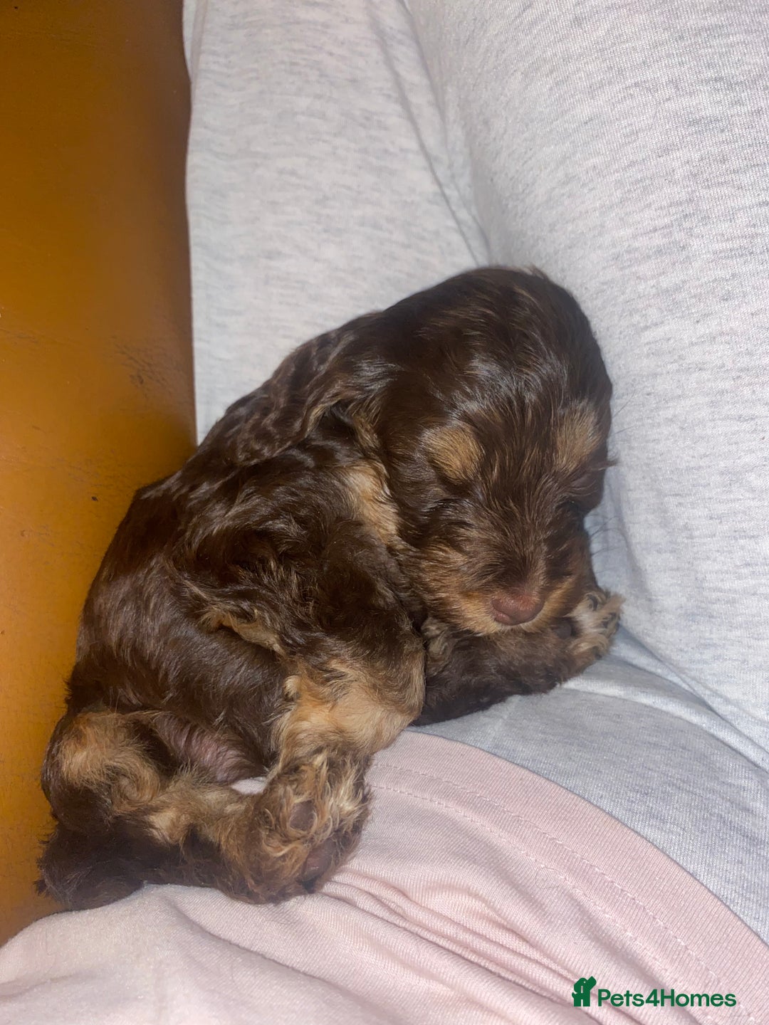 Cockapoo dogs for sale: F2 Cockapoo pups  - Image 2