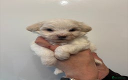Maltipoo dogs for sale: 🤩 6 stunning Maltipoo puppies 🤩 - Image 8