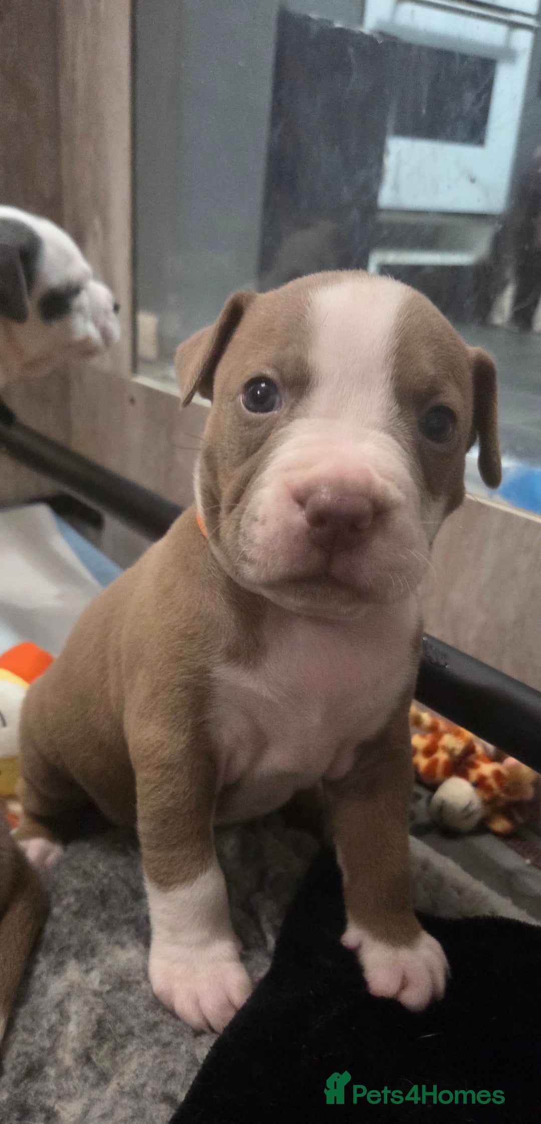 Mixed Breed dogs for sale: Old english bulldog cross american bulldog 😍❤️  - Advert 26