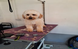 Miniature Poodle dogs for stud: KC Registered Stud Mini Poodle Winnie  in March - Image 1