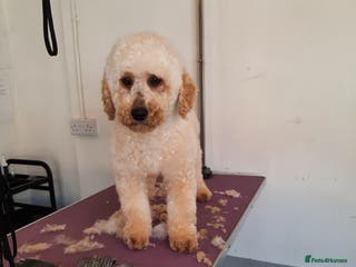 Miniature Poodle dogs KC Registered Stud Mini Poodle Winnie in March - Advert 15