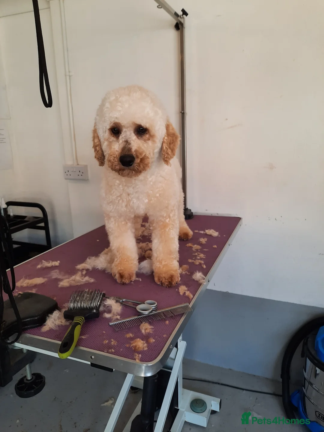 Miniature Poodle dogs for stud: KC Registered Stud Mini Poodle Winnie  in March - Advert 1