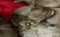 Cavapoo dogs for sale: Toy Cavapoo Puppies - Image 8
