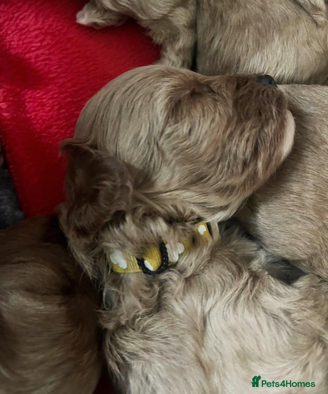 Cavapoo dogs for sale: Toy Cavapoo Puppies - Image 8