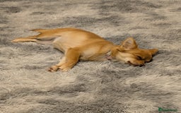 Pomchi dogs for sale: Female Pomchi  - Image 2