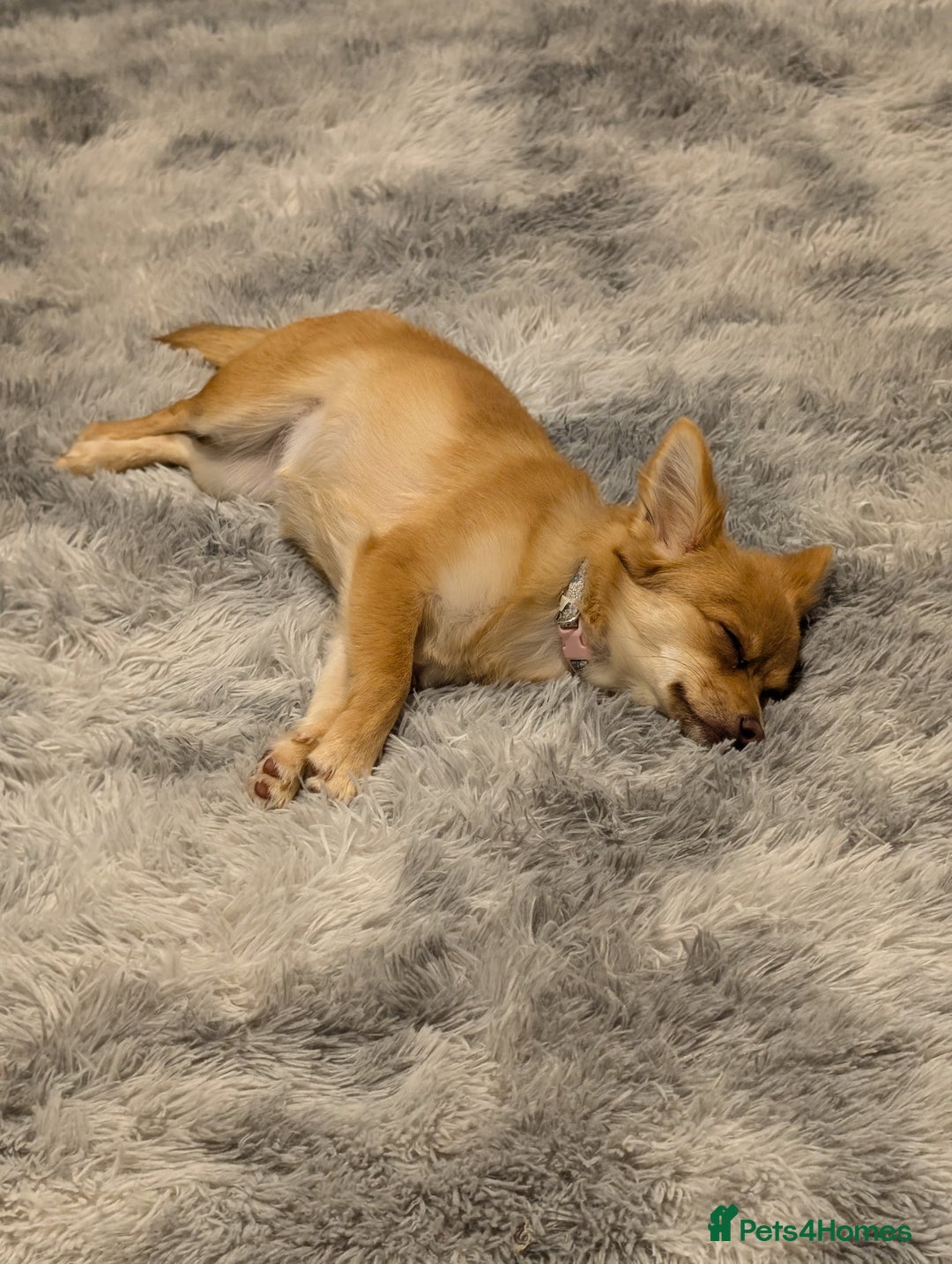 Pomchi dogs for sale: Female Pomchi  - Image 2