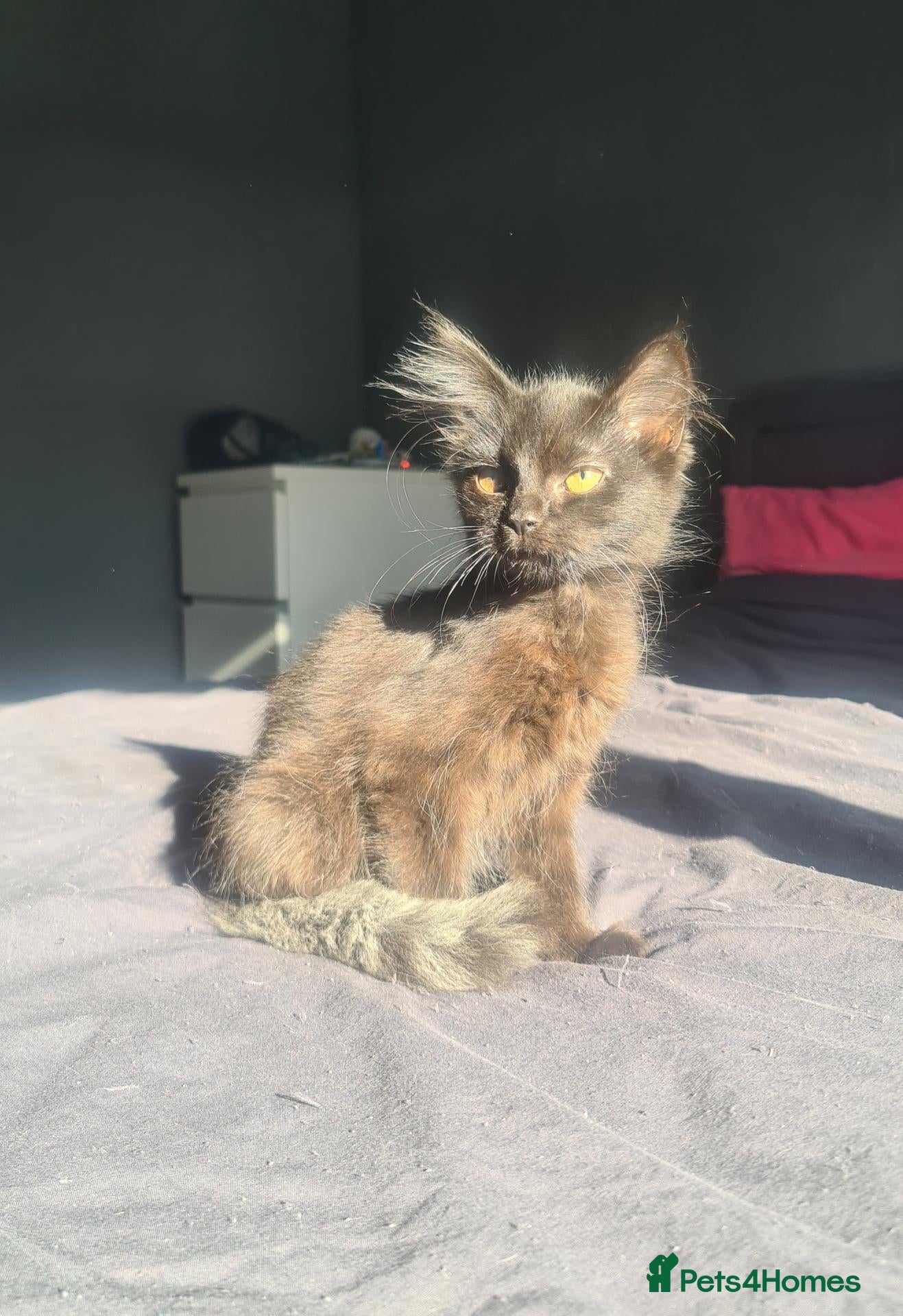 Mixed Breed cats Last beautiful loving male - Advert 2