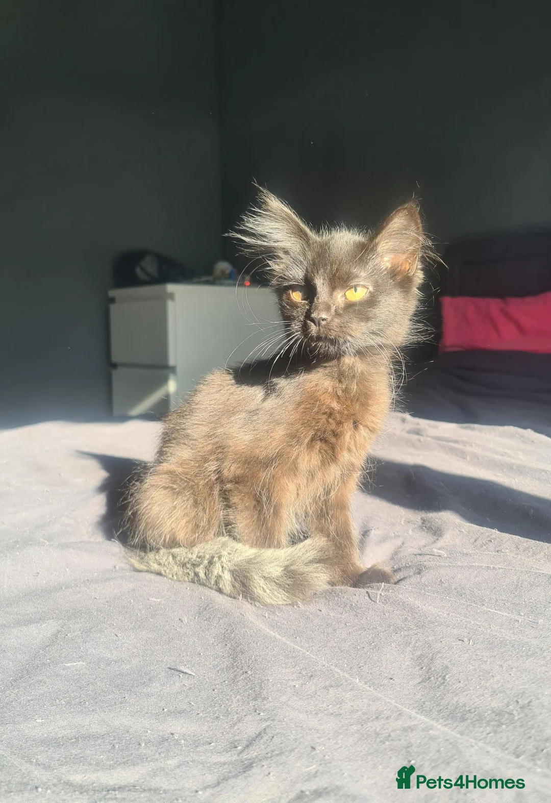 Mixed Breed cats for sale: Last beautiful loving male - Advert 1